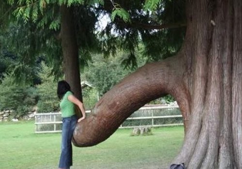 Un arbre en forme de penis