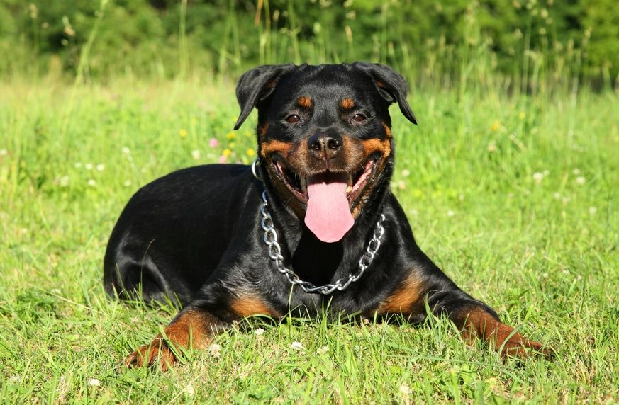 Garde de chien