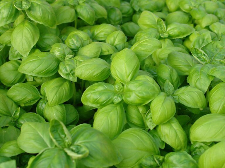 basilic
