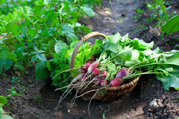 Le top 5 des solutions naturelles pour entretenir votre jardin
