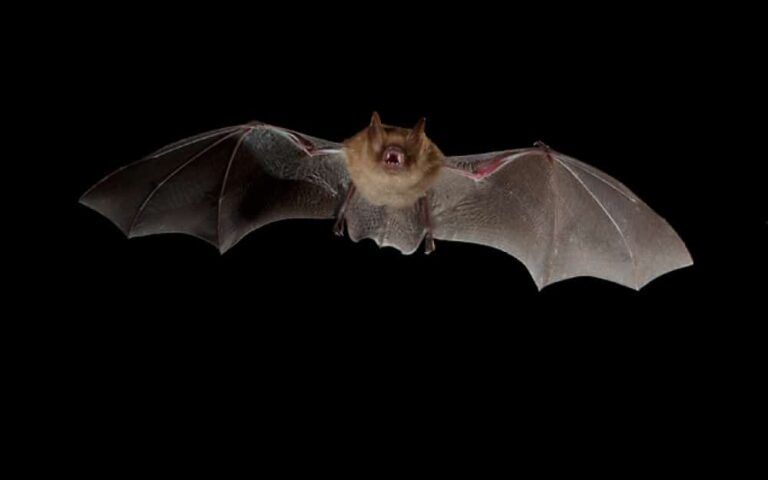 Les chauves-souris auraient du mal à éviter les surfaces verticales lisses