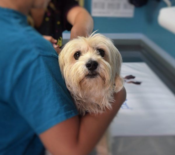 Auxiliaire de santé animale