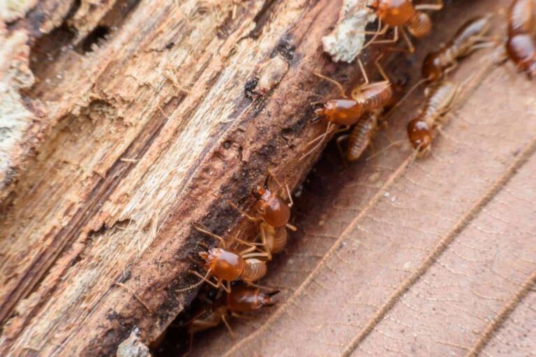 Le diagnostic termites à Nantes : une obligation!