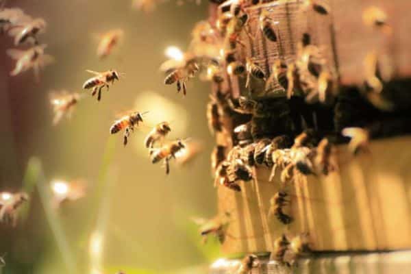 Quand l'industrie protège l'écosystème et les abeilles