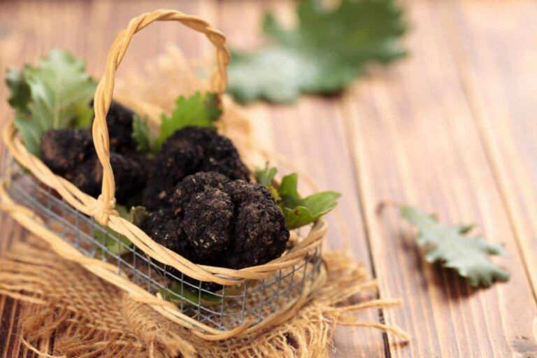 Comment vérifier la qualité d&rsquo;un plant truffier ?