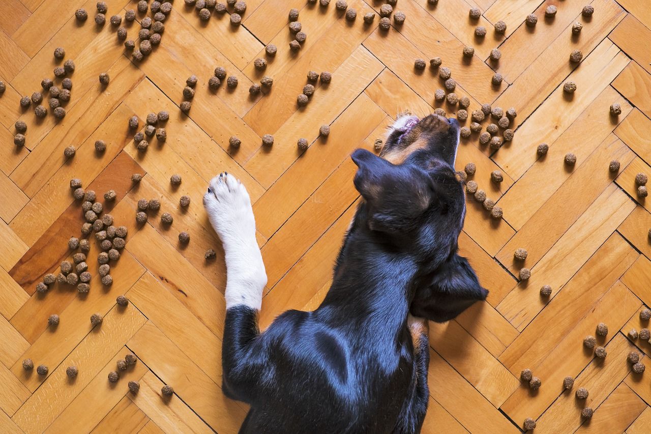 Croquettes pour chien