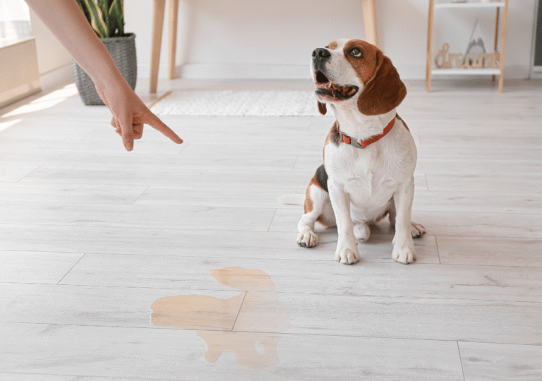 nettoyer pipi et crottes de chien